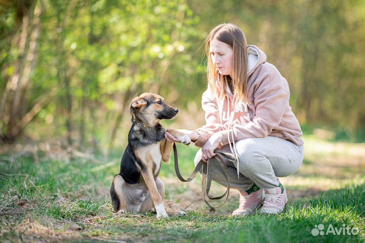Щенок мальчик