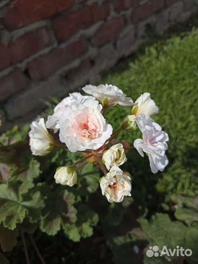 Ив Галина Уланова пеларгония