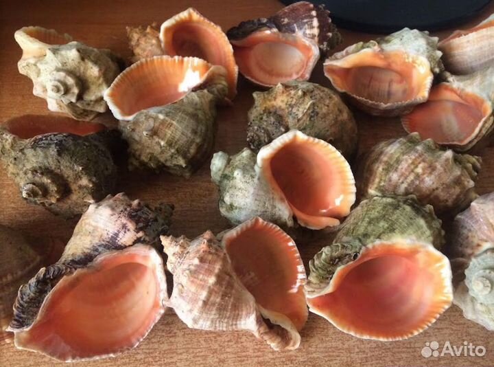 Морские ракушки 
