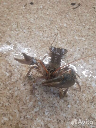 Раки волжские живые промытые