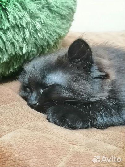 Котенок(девочка)черная, 2 месяца в добрые руки