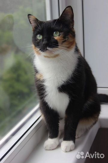 Мика - трёхцветное счастье в дом