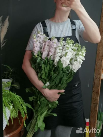 Цветы Маттиола