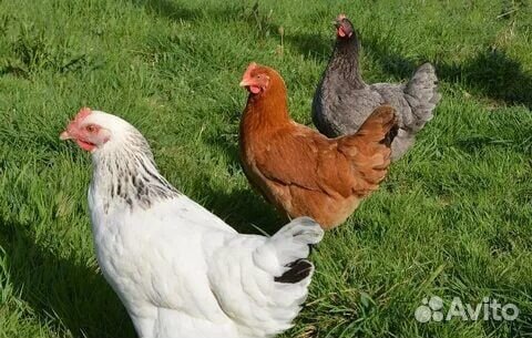 Куры молодки несушки