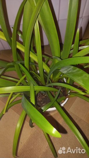 Гиппеаструм