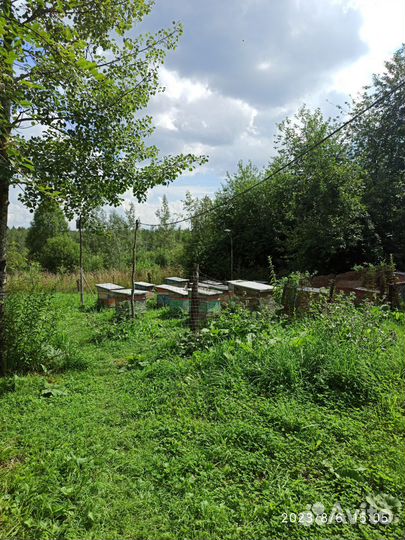 Пчелы пасека