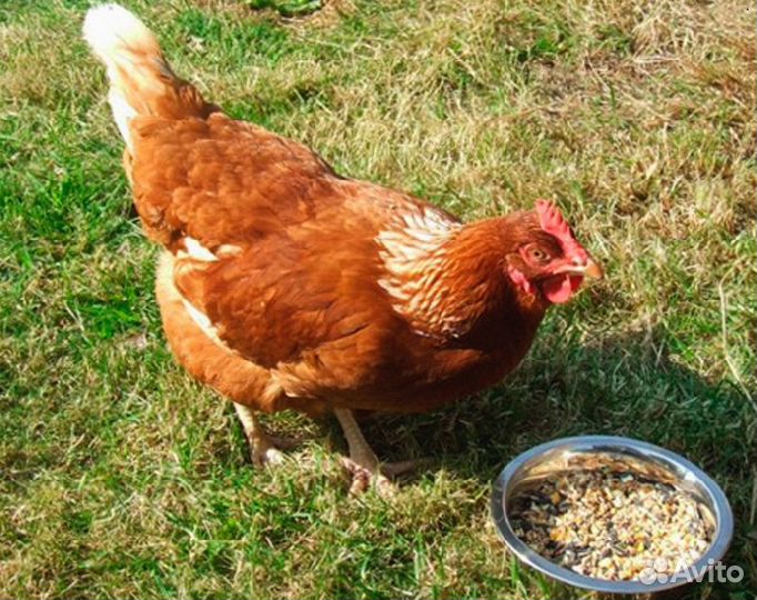 Куры несушки Белые