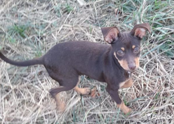 Собака маленькая порода