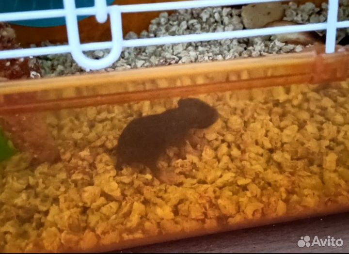 Сирийский хомяк