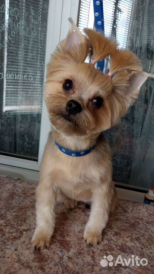 Профессиональная стрижка собак и кошек