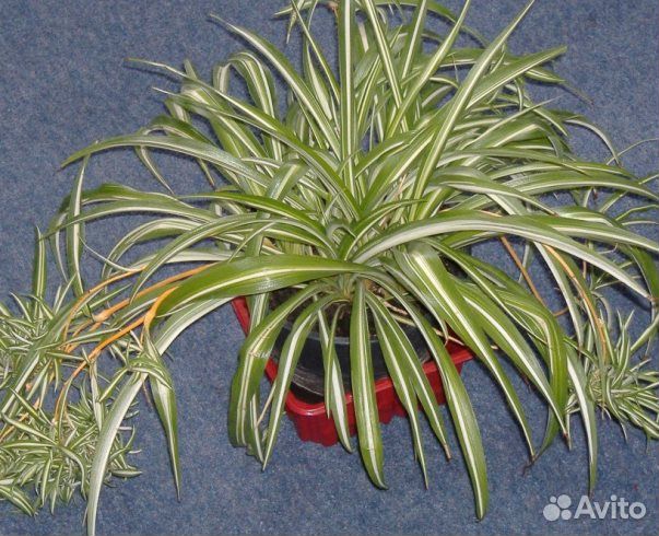 Хлорофитум хохлатый Vittatum