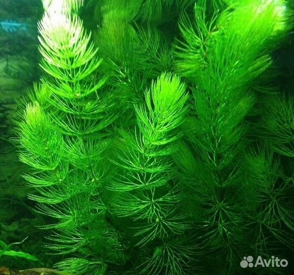 Аквариумные растения, рыбки, улитки хелены, обмен