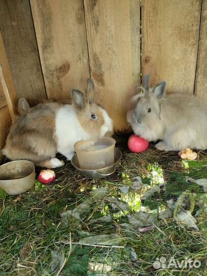 Декоративные кролики