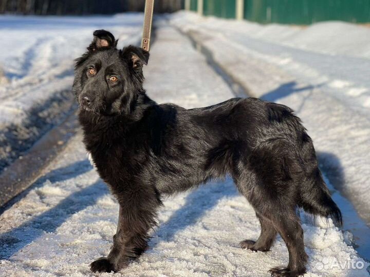 Собака в добрые руки