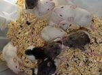 Малышки крыски дамбо