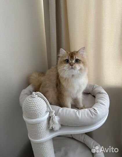 Британская золотая шиншилла