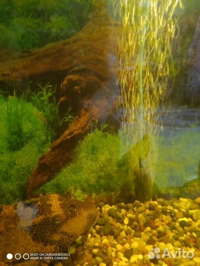 Аквариум с сомом