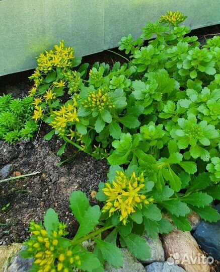 Очиток жёлтый