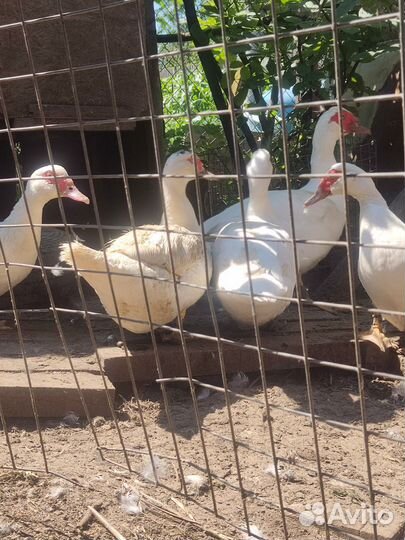 Мускусные утки (Гримо)