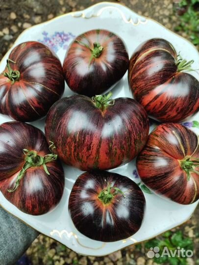 Сердце Линея,Мутная Мамба и другие