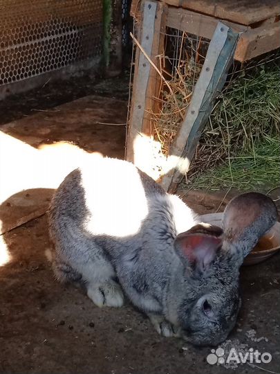 Кроль для потомства