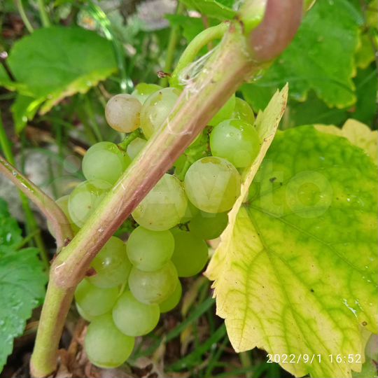 Дом 65 м² на участке 6,7 сот.