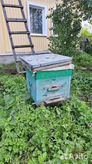 Продается пасека