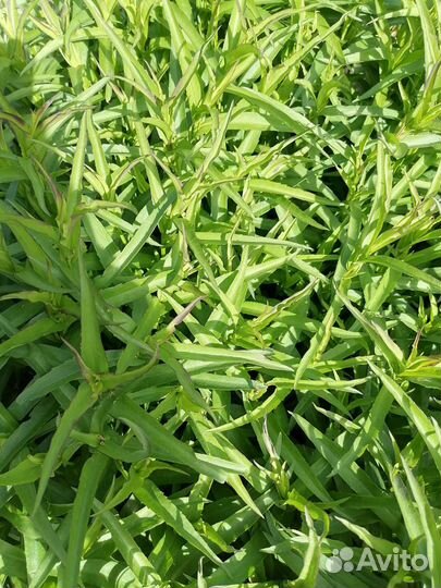 Сентябрина