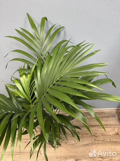 Пальма Ховея H 138 см