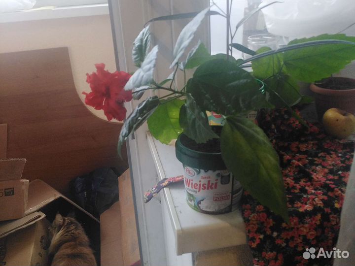 Гибискус. китайская роза