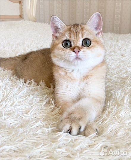 Золотая кошечка Nora ny11