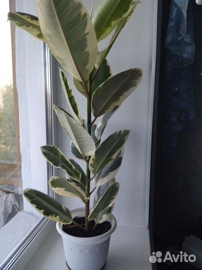 Фикус Эластика Тинеке