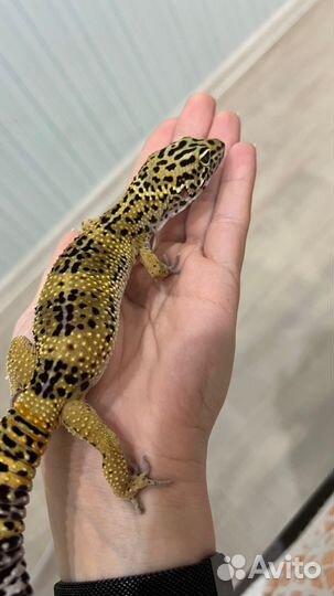 Эублефар+террариум