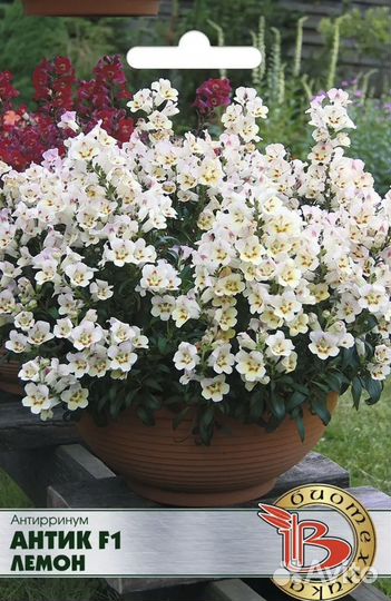 Антурринум (львиный зев) Биотехника