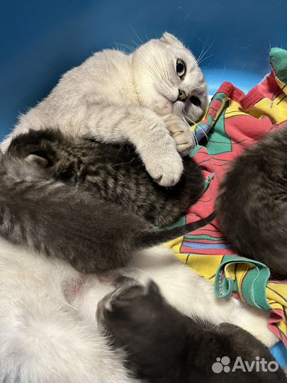 Британская кошка