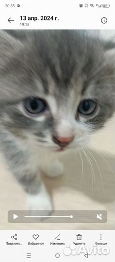 Кошечка в добрые ручки