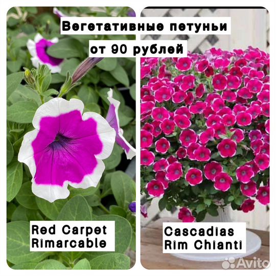 Петунья