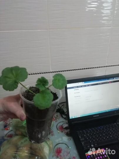 Пеларгония белая