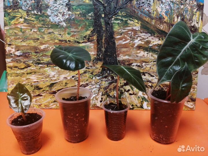 Алоказия пинк