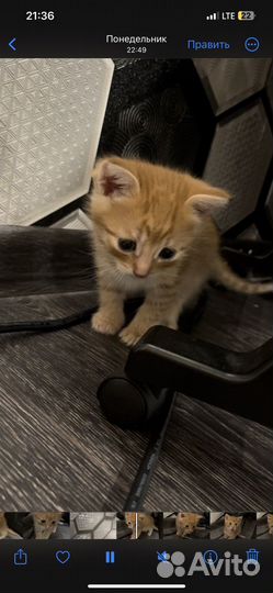 Котенок мальчик