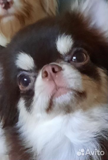 Мачо для дам