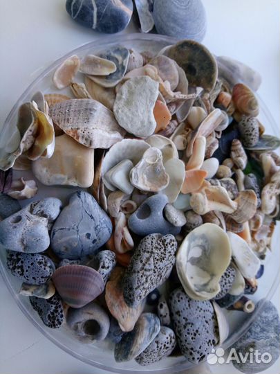 Ракушки и камушки для творчества