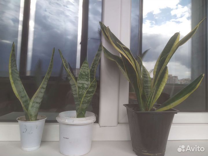 Сансевиерия