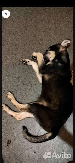 Замечательные щенята ищут дом (в добрые руки)