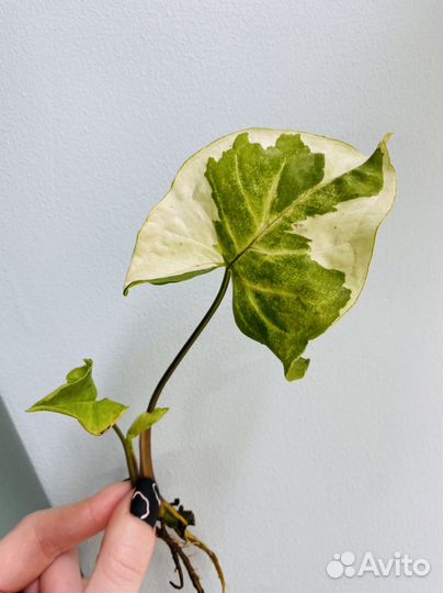 Сингониум моттлед, манго, три короля