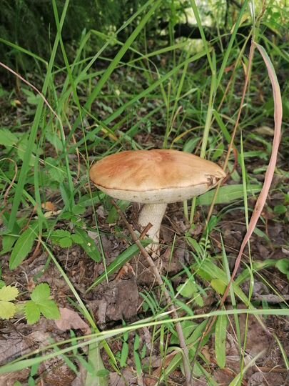 Участок 31 сот. (СНТ, ДНП)