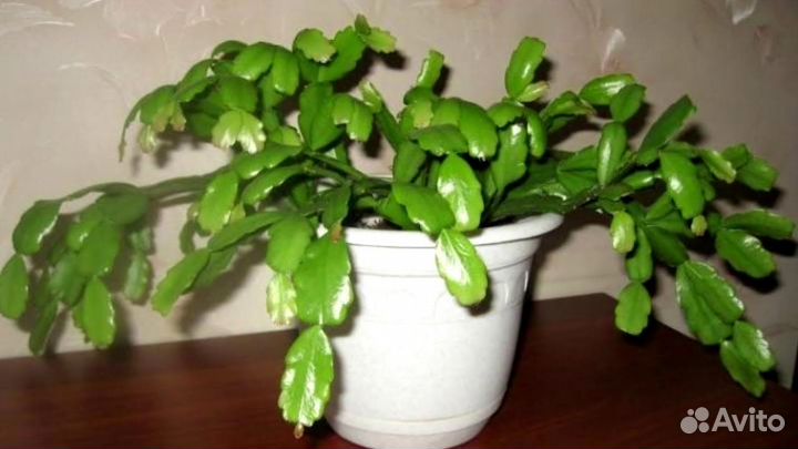 Комнатные цветы