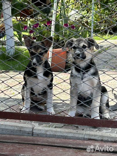 Дворовые собаки