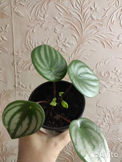 Пеперомия арбузная