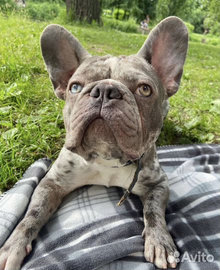 Французский бульдог голубой мерле